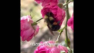 Bumble Bee 🐝 on 🌺 hear the wings bzzzz by ꧁Polished Panther꧂ 44 views 1 year ago 1 minute, 26 seconds