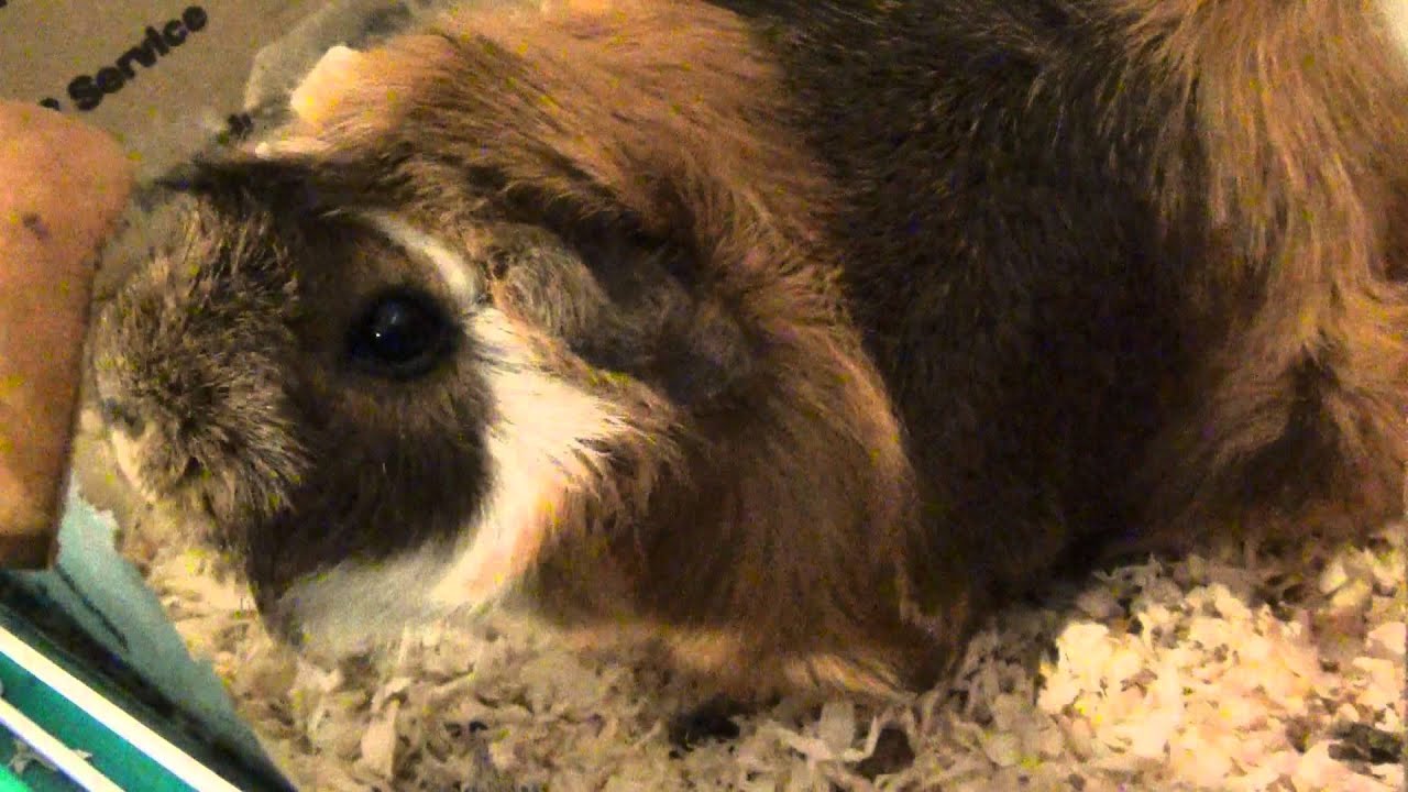 do guinea pigs eat paper