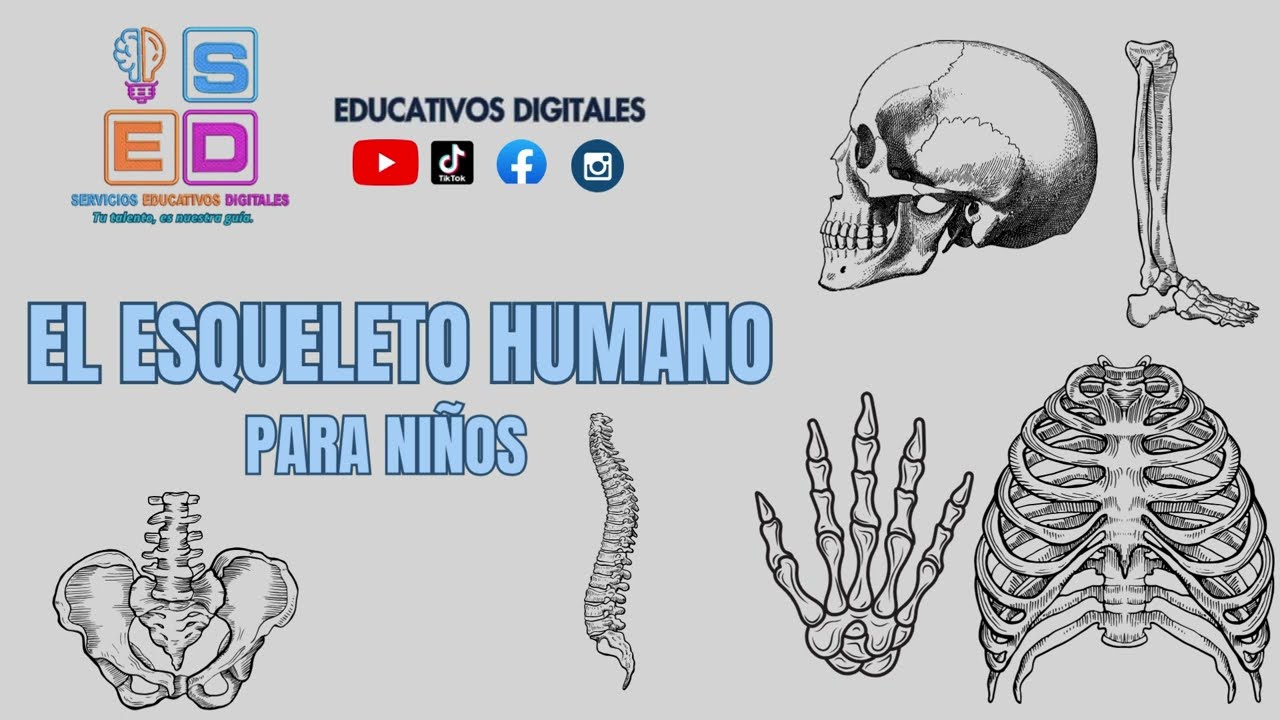 EL ESQUELETO HUMANO