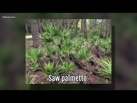 Video: Silver Saw Palmetto Palms – informácie o strieborných Saw Palmetto Tree Facts