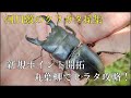 河川敷のクワガタ採集｜マルバヤナギでヒラタ攻略、毛虫で退散！