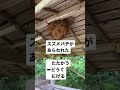 ドラクエ風スズメバチハンターの駆除動画【終末殺蜂家】🐝🏴☠️❗️#スズメバチ #wasp #チャンネル登録お願いします