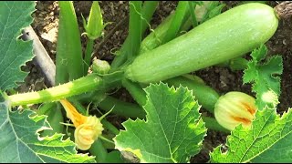 الكوسا الكورية Cucurbita moschata aehobak