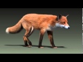 Red fox walk cycle animation