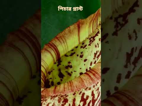 ভিডিও: পিচার প্ল্যান্টের কীটপতঙ্গ - মাংসাশী উদ্ভিদের বাগ থেকে কীভাবে মুক্তি পাবেন