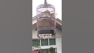 Ethes Mata puteh tanjung pinang Mr galon
