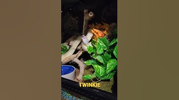 #shorts #snake #reptiles #animals #ballpython #ballpythonfeeding #subscribe #shortvideo #shortfeed