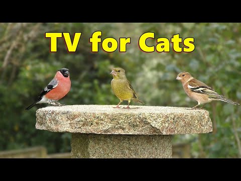 Cat TV ~ The Purr-fect Catflix & Chill Videos for Cats to Watch