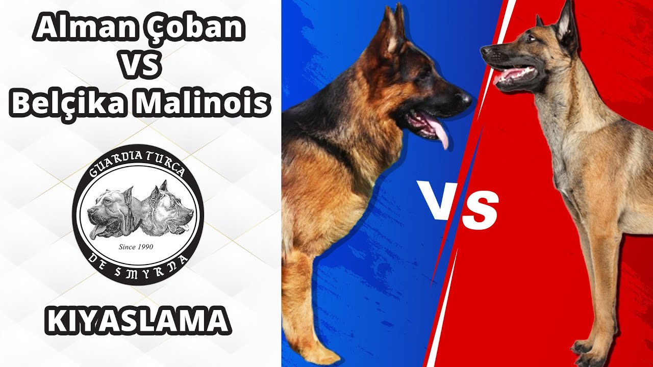 Alman Çoban vs Belçika Malinois - Farklılıkları, Benzerlikleri, Üstünlükleri ve Zayıflıkları