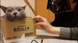 突然、部屋にダースベイダーが入ってきた時の猫の反応
