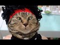  funny cats  cute cats  cute pet  funny pet   diba pets