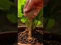 Natural Banana Peel Fertilizer 🌿 Boost Plant Growth