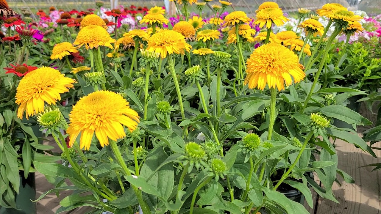Echinacea Cara Mia™ Yellow (Coneflower)//BRILLIANT Yellow Flowers💛 With LARGE, Fluffy Cones of Color