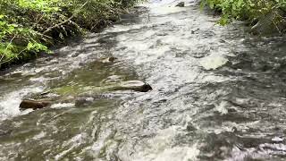 Great Smoky Mountains Backcountry 41 Creek