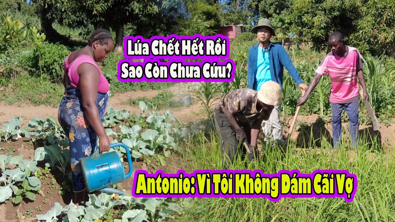 Nắng hạn cực điểm|| Antonio không dám cãi vợ để cứu lúa|| 2Q Vlogs Cuộc Sống Châu Phi