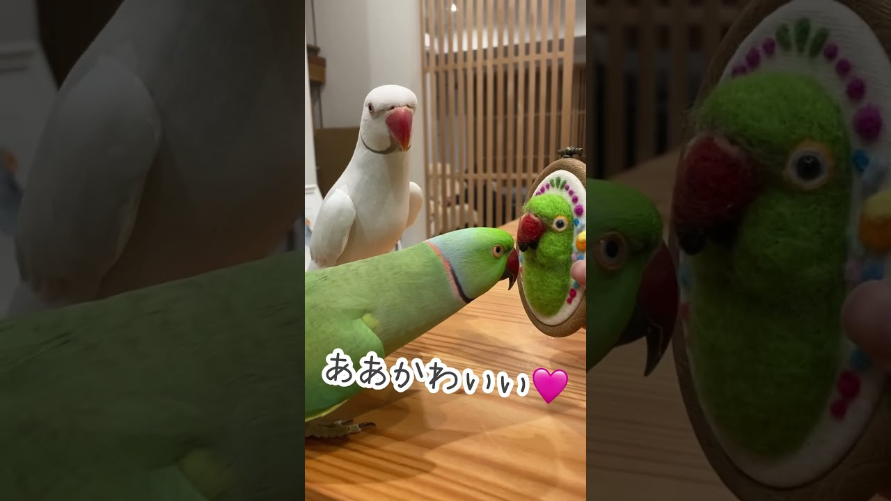 羊毛フェルト　ハンドメイド　ドアからワカケホンセイインコ 自分そっくりの羊毛フェルトが嬉しくてかわいいワカケホンセイ