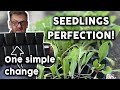 Upgrade success perfect seedlings with new trays and a new tool  latvian homesteading