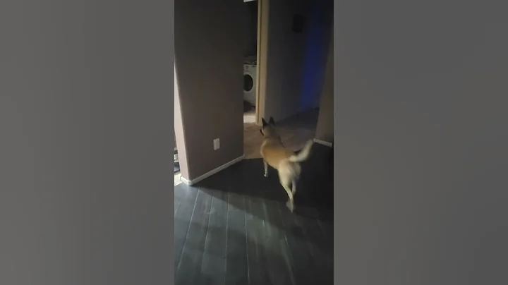 my dog went so fast!