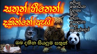 ඔබ සිහිනෙන් දකින ප්‍රධාන සතුන් හා එහි අර්ථ |Dreaming animals and their meanings