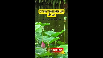 KỸ THUẬT TRỒNG DƯỢC LIỆU CÂY SEN @caythuocviet157