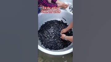 Cá lóc giống #trại_cá_giống_út_me #fishing #cá_giống #mientay #cá #fish #thủy_sản