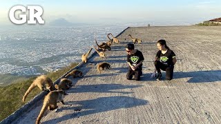 No le des de comer al coatí