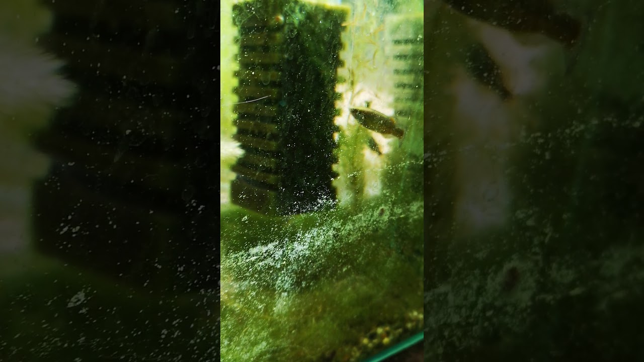 Crenichthys baileyi baileyi "Ash Springs"