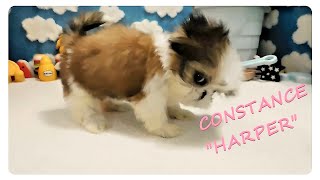 CONSTANCE  HARPER The Shih Tzu Puppy  For Janine