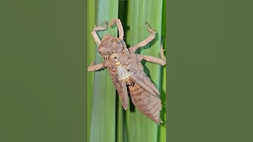 Hành Trình Lột Xác Của Chuồn Chuồn | Từ Ấu Trùng Đến Chiến Binh Bầu Trời #animals #animal