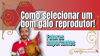 Como Escolher Um Galo Reprodutor