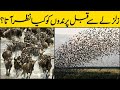 Zalzalay Se Pehle Parindon Ko kia Nazar AtaHai | What Did Birds See Before The Earthquake Hindi/Urdu