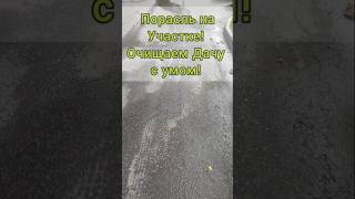 Заросший участок - Расчищаем дачу - Пермакультура - Расчистка участка перед стройкой #дача #стройка