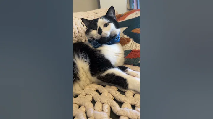 Video 3691861: wild savannah cat serval, african serval savannah cat, serval cat pet, serval house cat wild, pet european wild cat, european wild cat chinese