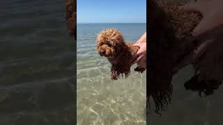 Dog Air Paddling As Owner Carries It