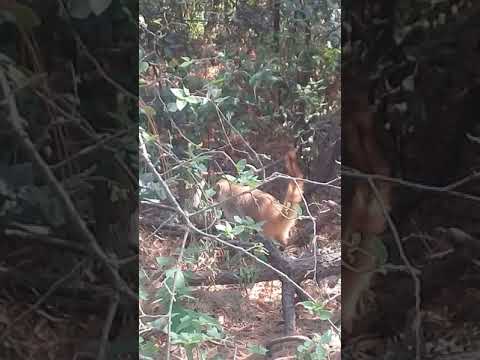 manada de coatis