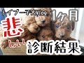【子犬1ヶ月Vlog】トイプー子犬出産の傷は?!診断結果報告(悲しい)生後1ヶ月の成長の変化がすごい
