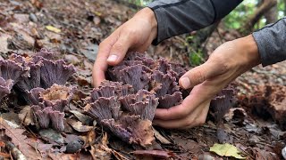 Found a rare treasure while foraging for mushrooms in the satoyama! Making Yunnan-style mushroom ...