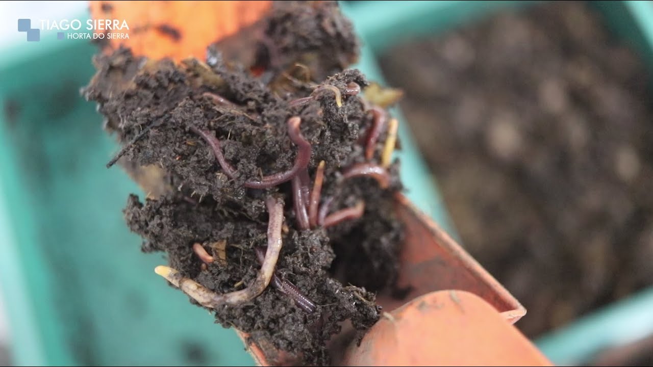 Meu minhocário - Parte 3 (7 meses se passaram!)