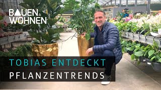 Pflanzen: Deutschland im Pflanzenhype – diese Zimmerpflanzen wollen die Menschen | Tobias entdeckt