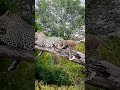 Unbelievable Encounter: Mother Leopard and Cub vs. Hunter!🐆🏹#Wildlife #Leopard #Nature #Survival