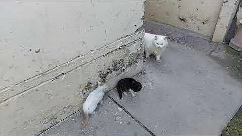 Video 3780331: persian kitten long hair, persian cat long hair, rescued persian kitten, persian cat meets, hate cats meet