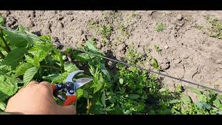 картинка: Прищипка ежевики для увеличения урожая в 5раз.