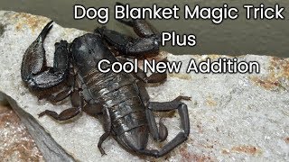 Dog Blanket Magic & New Addition
My 11-year old mastiff/lab reacts to the blanket magic trick just the way I thought he would. LOL. And who did I welcome to the family this past week? Find out, followed by a feeding video.
Viewer discretion advised due to the graphic detail of the feeding video. Dog Blanket Magic & New Addition