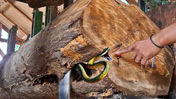 unexpected surprise sawing old teak logs at the sawmill 