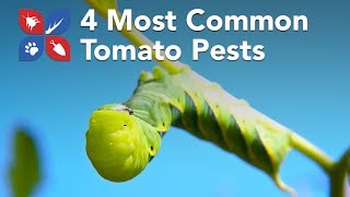 Do My Own Gardening - 4 Most Common Tomato Pests 