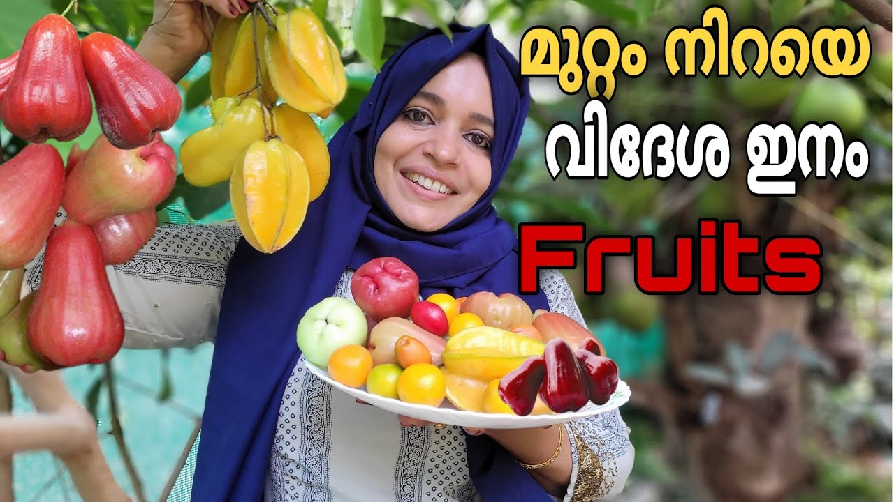 വെറും 20 സെന്റ് സ്ഥലത്ത് 300 ഇല്‍ പരം വിദേശ പഴങ്ങള്‍ | Exotic Fruits Plants Kerala | Naiza's World