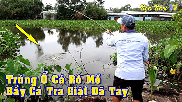 Câu Cá Phát Hiện Ổ Cá Rô Mề, Bầy Cá Tra Giật Cá Liên Tục Đã Tay/Fishing/NGÃ NĂM TV