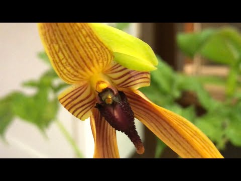 Бульбофиллум Bulbophyllum Doggy