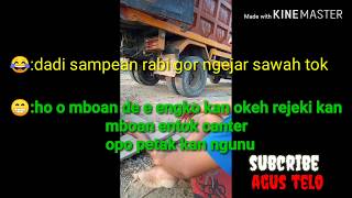 Status wa lucu cerita cinta memandang sawah