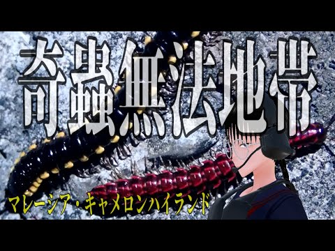 Act.35 奇蟲無法地帯！マレーシア・キャメロンハイランド